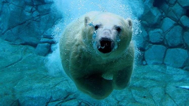 Polar Bears Inch Toward Extinction As Summers Lengthen