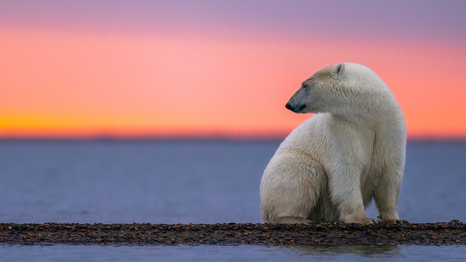 Scientists Found A Secret Set Of Polar Bears - Here's Why That Matters