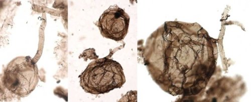 Scientists discover billion-year-old fungus fossil
