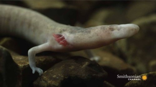 One olms salamander stayed still for seven years