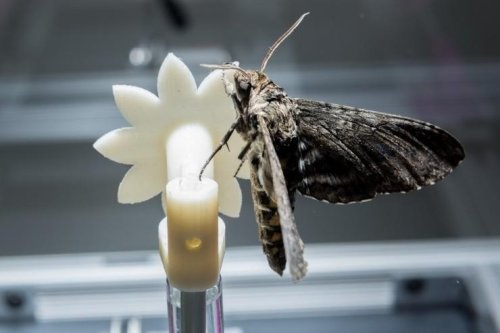 Moths Could Gift Low-Light Vision To New Micro-Drones