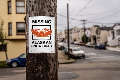 Why Did 11 Billion Alaskan Snow Crabs Suddenly Disappear? A Scientist Explains the Mystery.