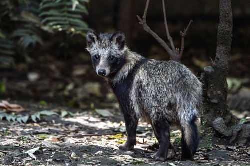 Wait, What’s a Raccoon Dog?