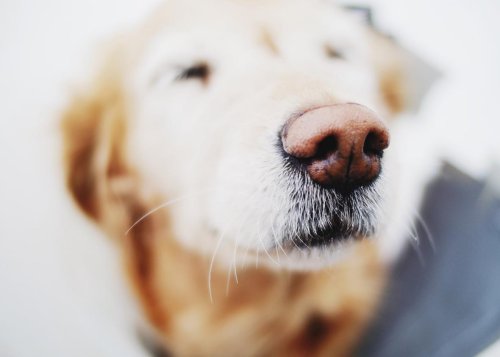 How Dogs’ Sensitive Noses Could Change Cancer Diagnosis