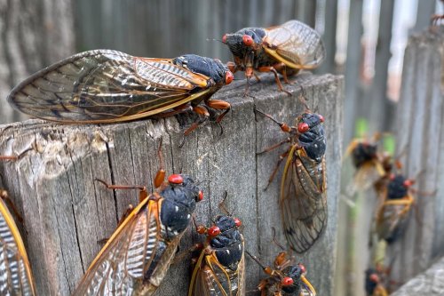 Why You Keep Hearing About Huge Broods of Cicadas