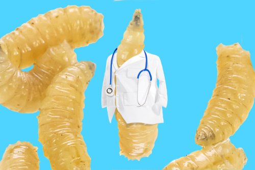 What It’s Like to Have Maggots Eating a Wound—on Purpose