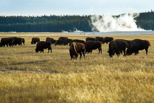 How a Bacterial Disease and Ranching Politics Are Complicating the Return of Wild Bison