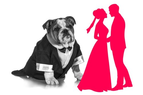 Help! My Sister Is Furious That We’re Allowing Dogs— But Not Kids!—at Our Wedding.