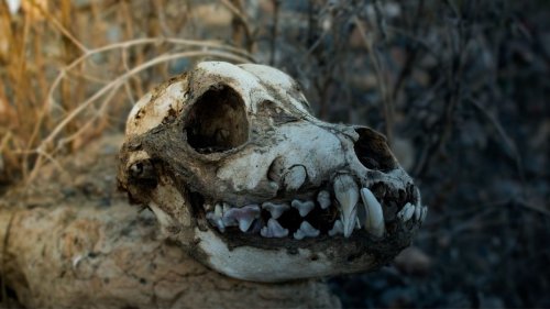 Adopté puis tué: la découverte d'un squelette de chien du Paléolithique nous en apprend plus sur sa domestication