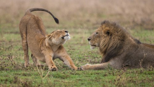 En Inde, un scandale éclate à cause des noms de deux lions