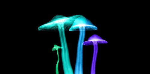 Aux États-Unis, la consommation de champignons hallucinogènes dépénalisée pour ses vertus thérapeutiques