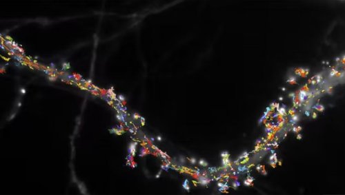 Comment les neurones créent les souvenirs
