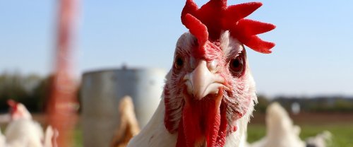 Des scientifiques affirment pouvoir comprendre ce que disent les poules grâce à l'IA