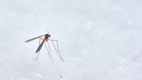 Peut-on éviter les piqûres de moustiques en portant une couleur plutôt qu'une autre?