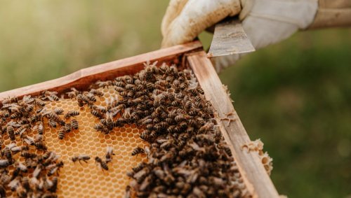 Pureté génétique et passé nazi, comment la chasse aux abeilles foncées déchire l’Autriche
