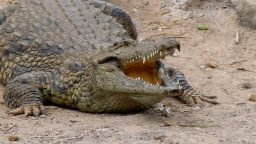 Égypte antique: des crocodiles momifiés révèlent un étrange rituel sacrificiel méconnu