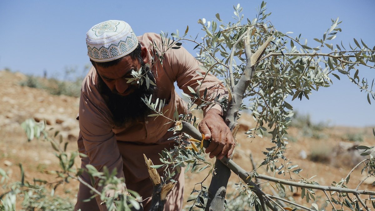 En Cisjordanie, la résistance à la colonisation passe aussi par l’agriculture