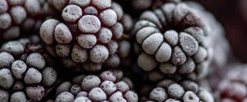 La «congélation isochore» pourrait révolutionner la conservation des aliments