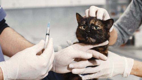 Un coronavirus des chats se répandrait en Europe