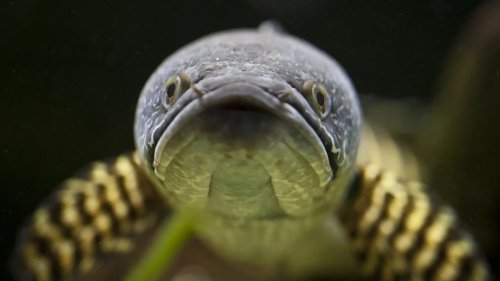 Un poisson à tête de serpent capable de respirer hors de l'eau envahit les États-Unis et menace la faune