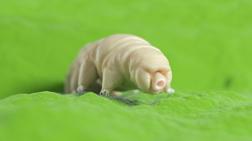 Les tardigrades peuvent encaisser des radiations (presque) sans sourciller et on sait maintenant pourquoi