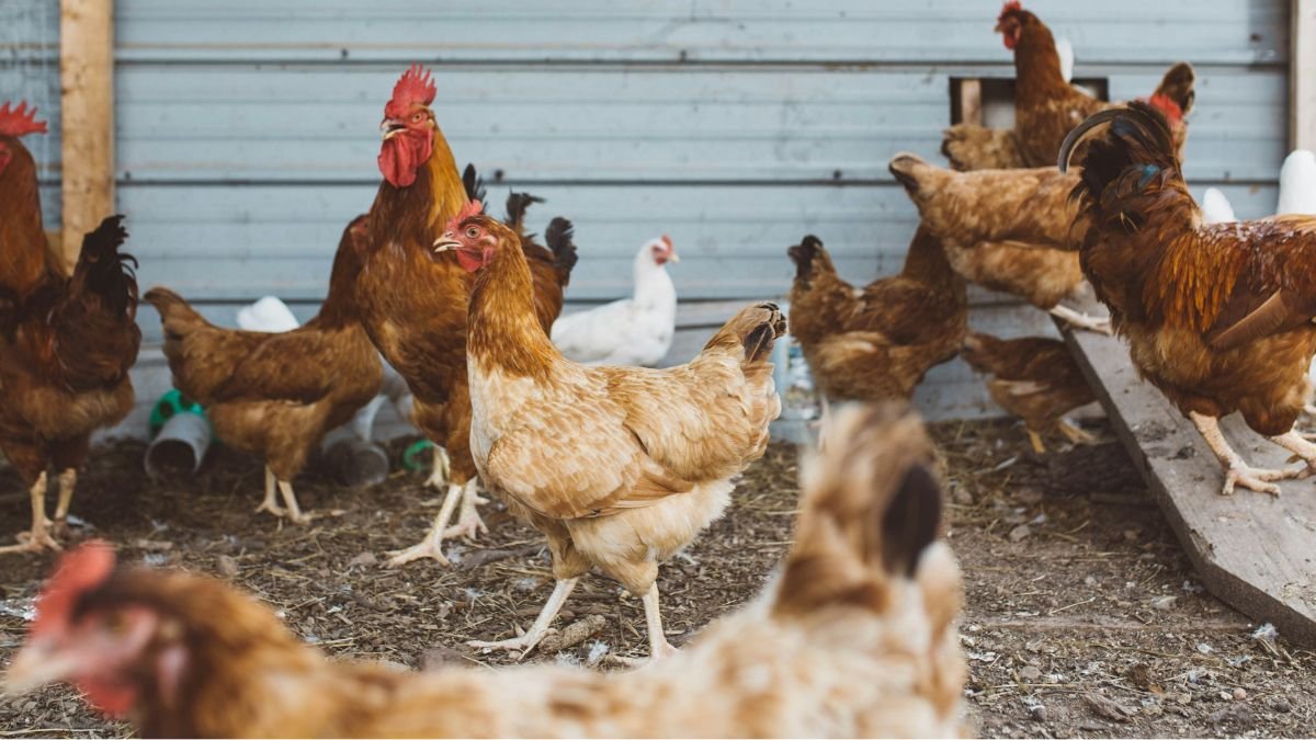 L’industrie du poulet génère l’une des formes de souffrance animale les plus massives de l’histoire
