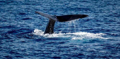 Les baleines sont au moins aussi intelligentes que nous