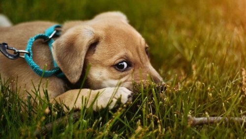 Faut-il laisser son chien manger de l'herbe?