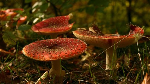 Des millions de vies menacées par une invasion de champignons toxiques liée au réchauffement climatique
