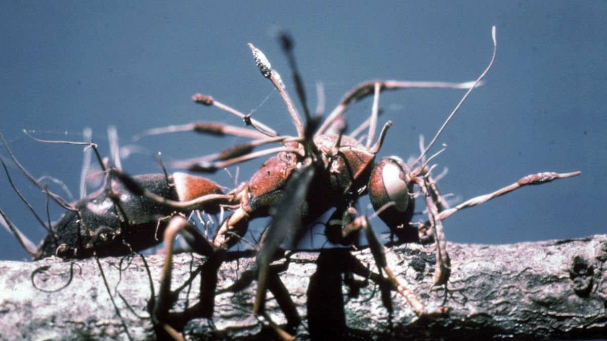 Les créatures de «The Last of Us» vous font flipper? Ces quatre parasites «zombifiants» sont eux bien réels