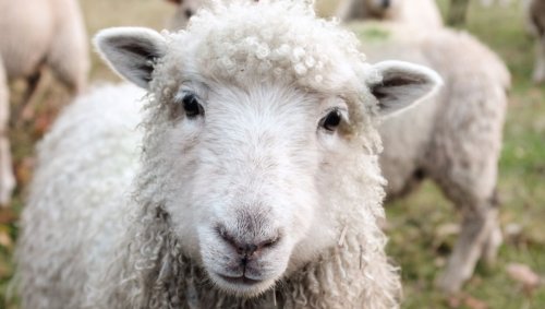 Combien faut-il de moutons pour faire un pull?