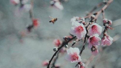 Comment les abeilles survivent-elles à l'hiver?