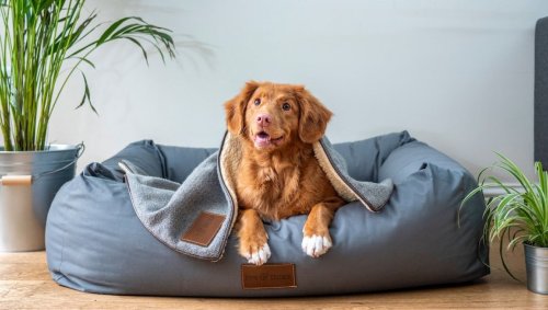 Comment les trafiquants de chiens utilisent Airbnb pour berner leurs clients