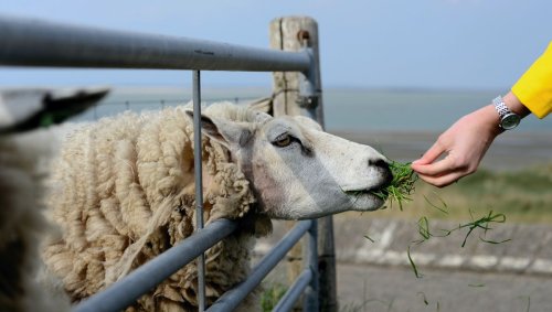 Manger un peu de viande peut être plus durable qu'un régime vegan