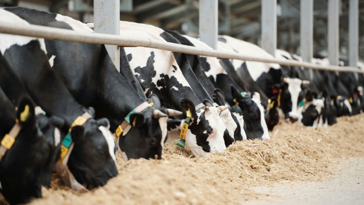 États-Unis: quand les fosses à lisier deviennent des «armes chimiques» décimant les travailleurs agricoles
