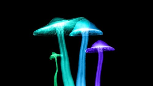 Aux États-Unis, la consommation de champignons hallucinogènes dépénalisée pour ses vertus thérapeutiques