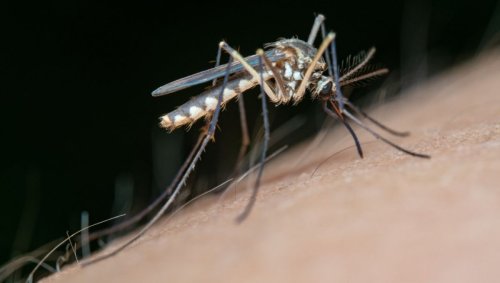 Les piqûres de moustiques peuvent causer bien plus que quelques démangeaisons