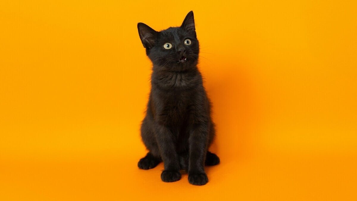 Le jour où mon chat a eu une crise mystique