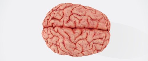 Des chirurgiens installent une fenêtre sur le crâne d'un patient pour observer son cerveau