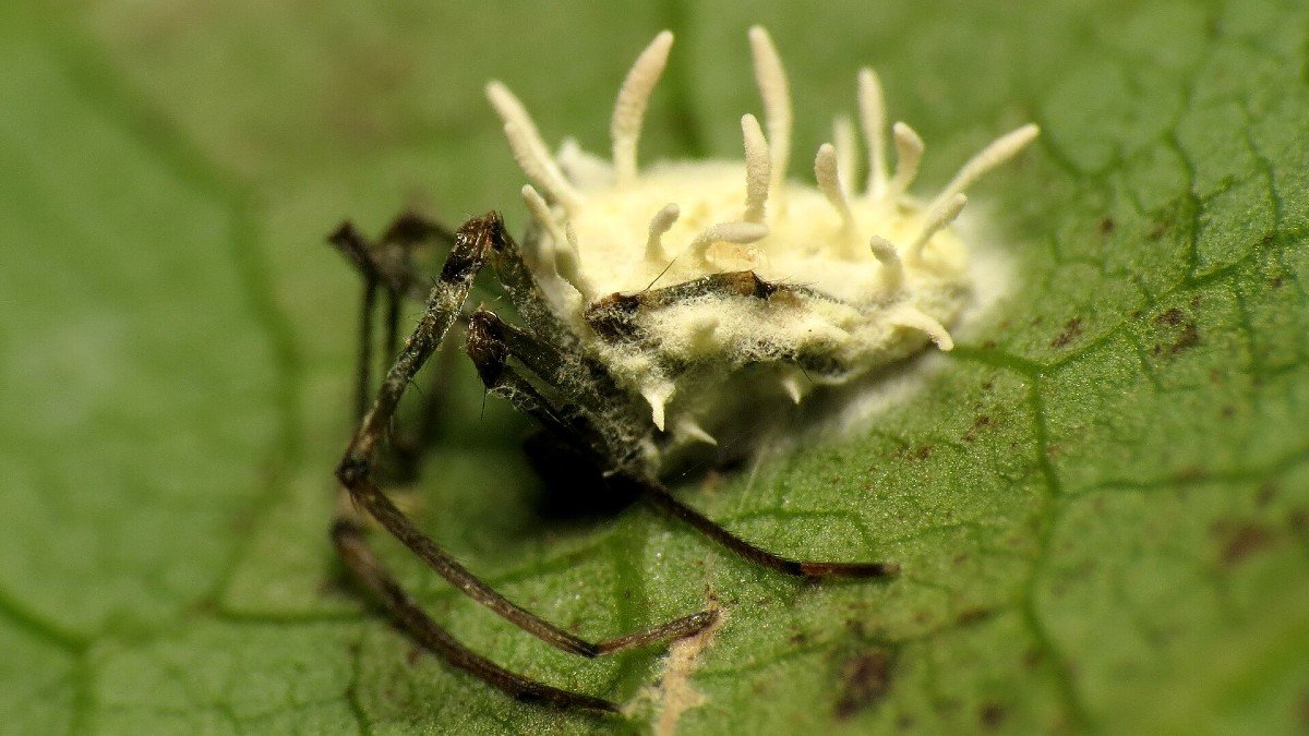 Le champignon parasite qui a inspiré les zombies de «The Last of Us» découvert dans une forêt en Écosse