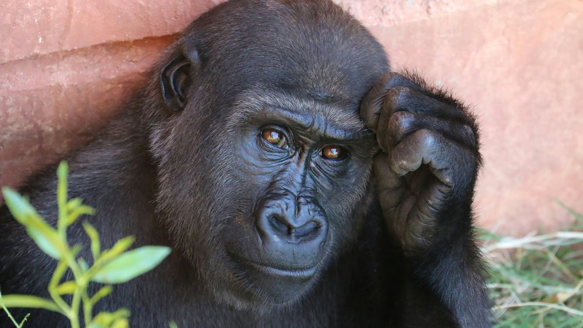 La conscience humaine est-elle née à la suite d'un trip sous champi de nos ancêtres les singes?