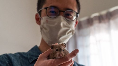 Pour poursuivre sa stratégie «zéro Covid», Hong Kong part à la chasse aux hamsters