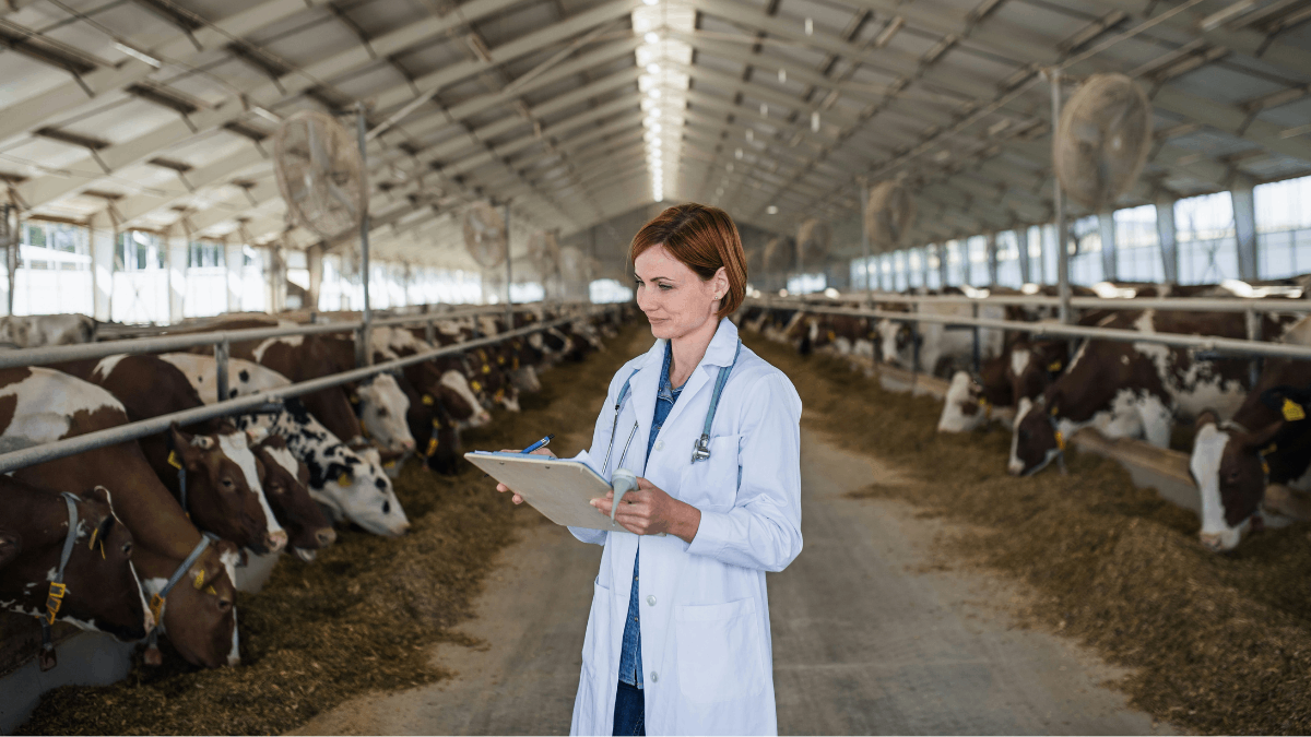 Les antibiotiques font leur grand retour dans les élevages américains, et c’est une très mauvaise nouvelle