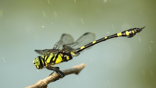 La pluie provoque-t-elle une hécatombe chez les insectes?