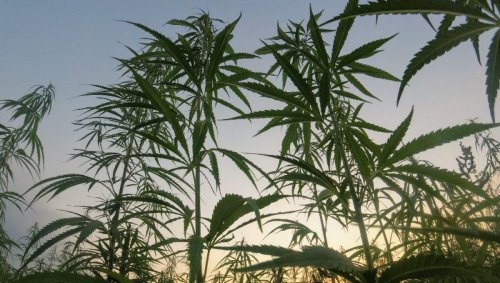 Le cannabis pourrait offrir une protection contre le Covid-19