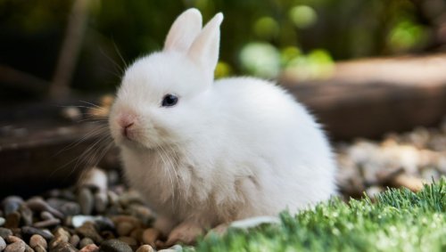 Des lapins domestiques retrouvent les restes de trois personnes dans un jardin