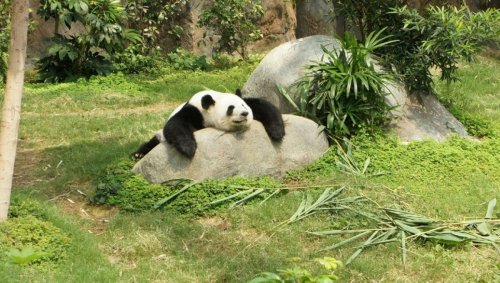 On sait enfin pourquoi le panda reste grassouillet alors qu'il ne mange que du bambou