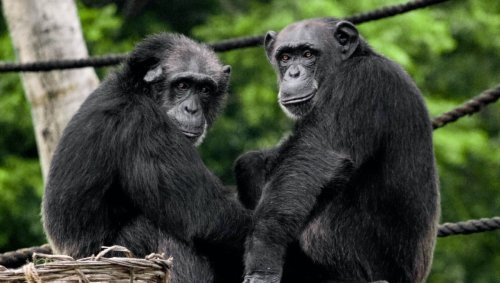 Les jeunes chimpanzés aussi apprennent à casser des noix