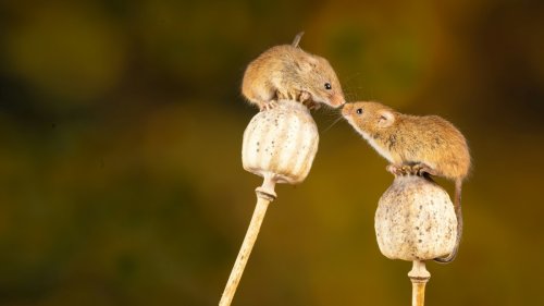 La simple odeur d'une femelle pourrait diminuer l'espérance de vie des souris mâles