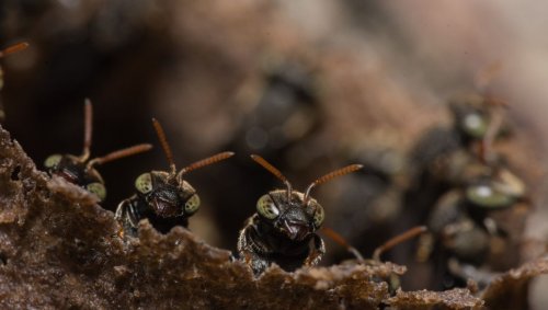 Une armée de fourmis a attaqué l'Europe il y a 35 millions d'années
